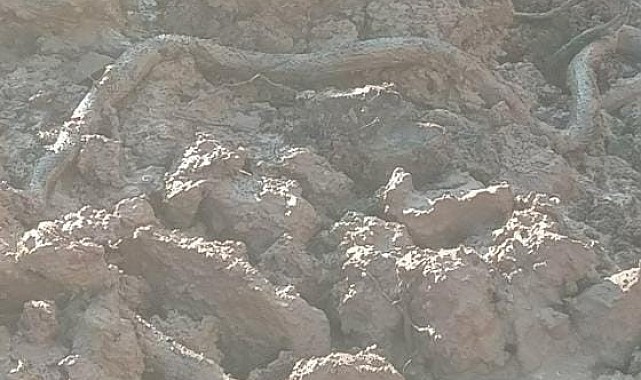 Su kuyusu kazısında, 3 metrelik yılan çıktı
