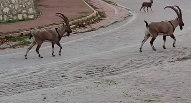 Yaban keçileri şehir merkezine indi
