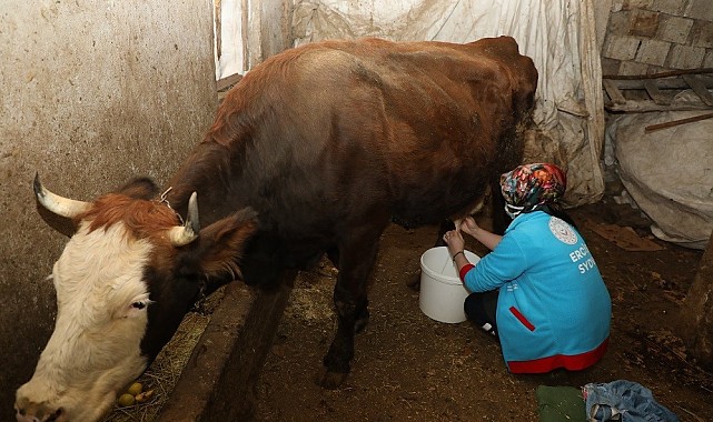Yaşlı çiftin ineklerini Vefa Ekipleri sağdı