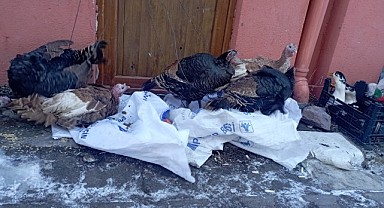 Yılbaşı hindileri pazara çıktı