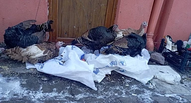 Yılbaşı hindileri pazara çıktı
