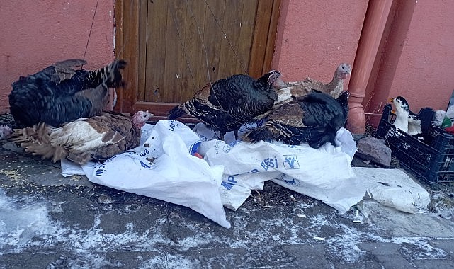Yılbaşı hindileri pazara çıktı