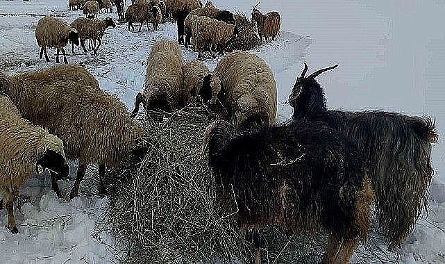 Ardahan'da hava şartları çiftçilere tasarruf sağlıyor