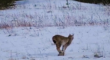 Ardahan'da vaşak görüntülendi