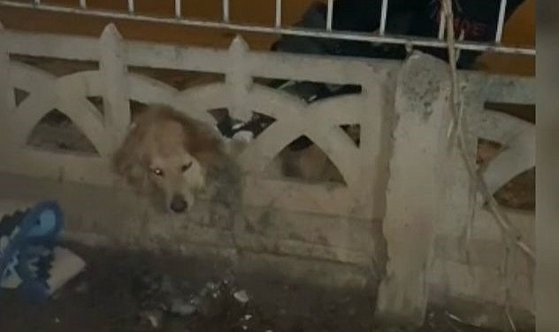 Başı duvara sıkışan köpeği itfaiye kurtardı