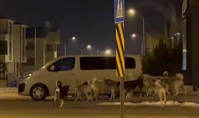 Başıboş köpeklerin korkutan görüntüleri