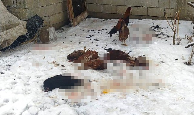 Başıboş köpeklerin saldırdığı kümes hayvanları telef oldu