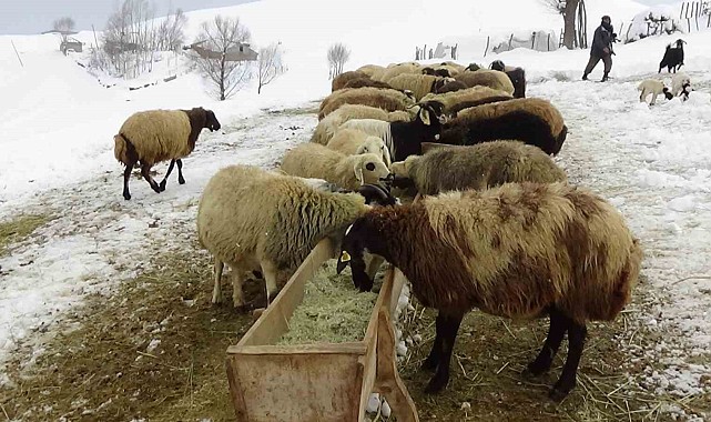 Besicilerin kış mesaisi