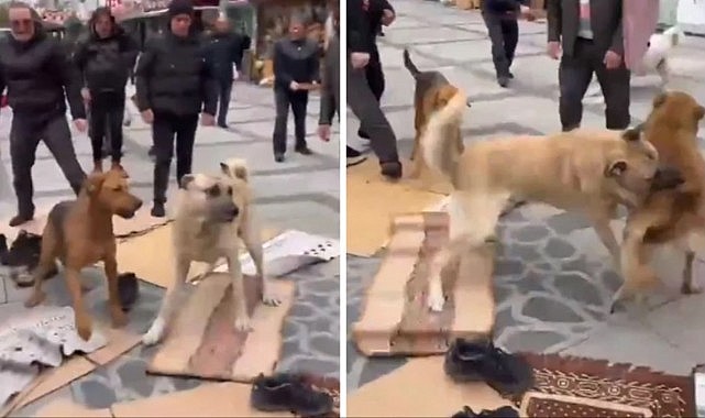 Camide başıboş köpeklerin kavgası vatandaşlara zor anlar yaşattı