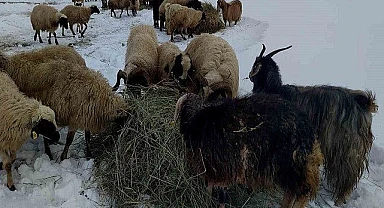 Çiftçinin derdi başladı