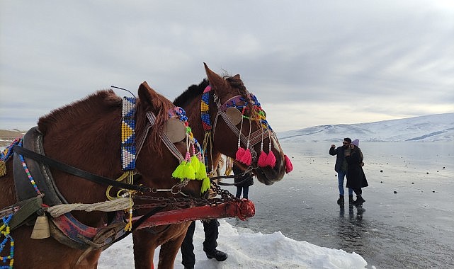 Çıldır Gölü misafirlerini ağırlamaya başladı