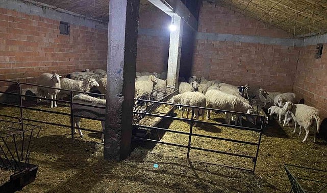 Çoban yanında işe girdiği sürü sahibinin 70’e yakın hayvanını çaldı