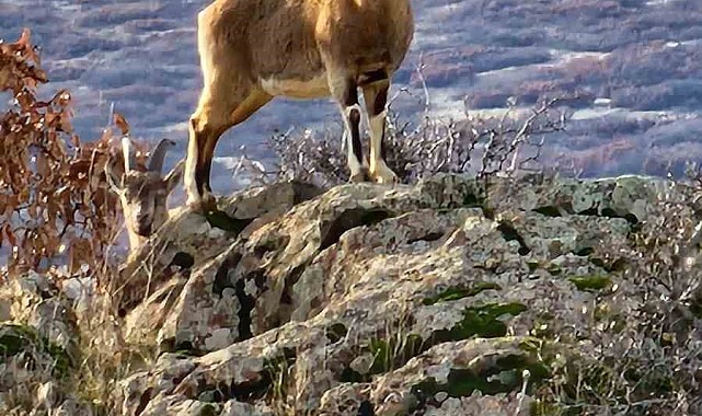 Elazığ'da koruma altında bulunan dağ keçileri görüntülendi
