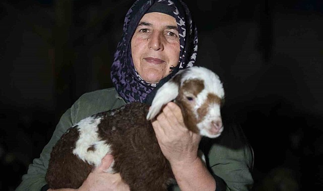 Elazığ'da yeni yılın ilk kuzuları dünyaya geldi