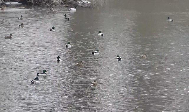 Kars'ta yaban ördeklerinin yiyecek mesaisi başladı