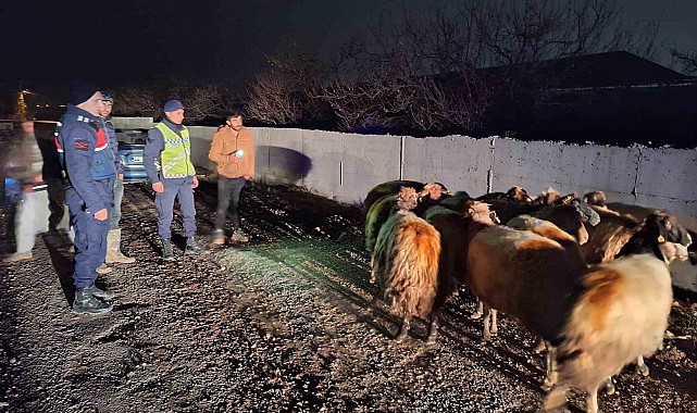 Kayıp koyunları jandarma buldu