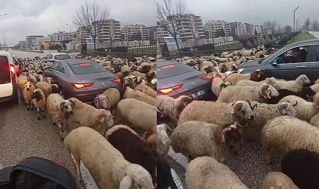 Koyun sürüsü çevre yoluna çıktı, trafikte uzun kuyruklar oluştu