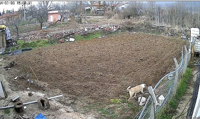 Kümese giren köpek tavuğu alıp kaçtı, o anlar kameraya yansıdı