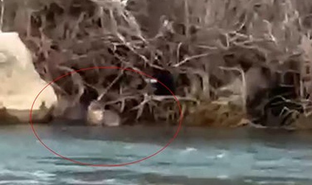 Pülümür Çayı&#039;nda su samuru görüntülendi