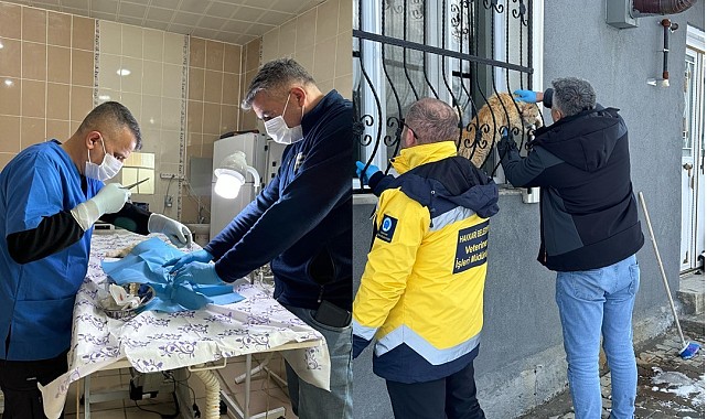 Sahipsiz kediler tedavi altına alındı