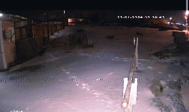 Şehre inen aç kurtlar köpeğe saldırdı