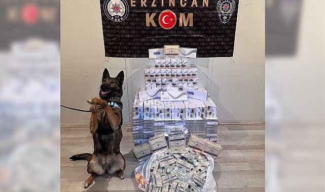 Sigara kaçakçısı hassas burun "Hera"yı geçemedi