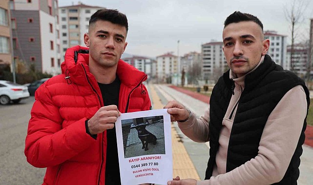 Sokak sokak gezerek köpeğini arıyor, bulana ödül verecek
