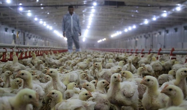 Tavuk yumurtası üretimi azaldı