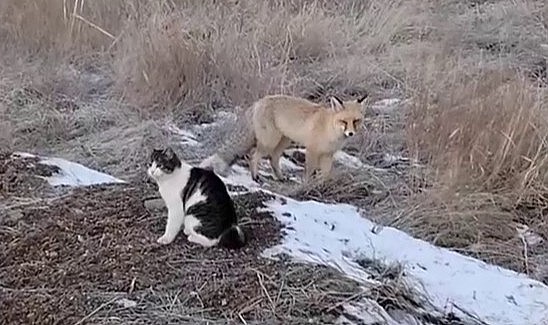 Tilkiler mahallelere dadandı