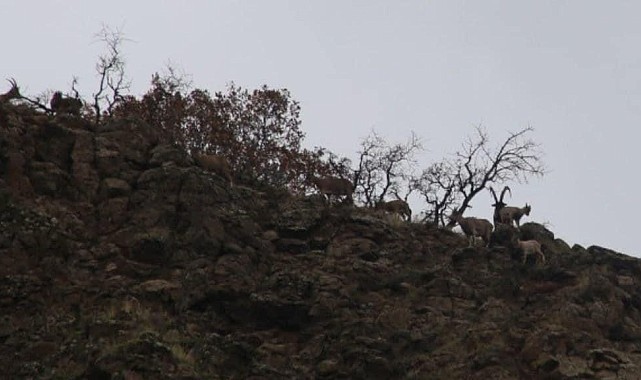Yaban keçisi envanter çalışması yapıldı