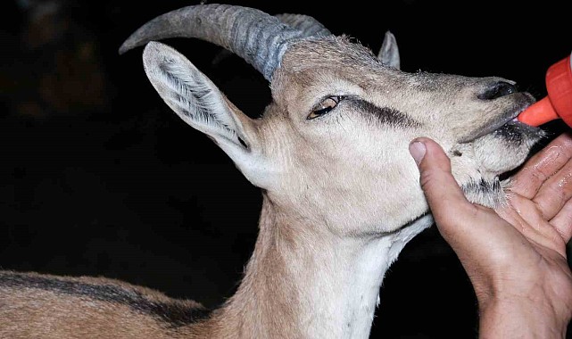 Yaralı yaban keçisine şefkat eli