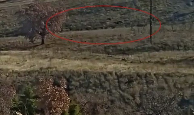 Yiyecek arayan domuz sürüsü görüntülendi