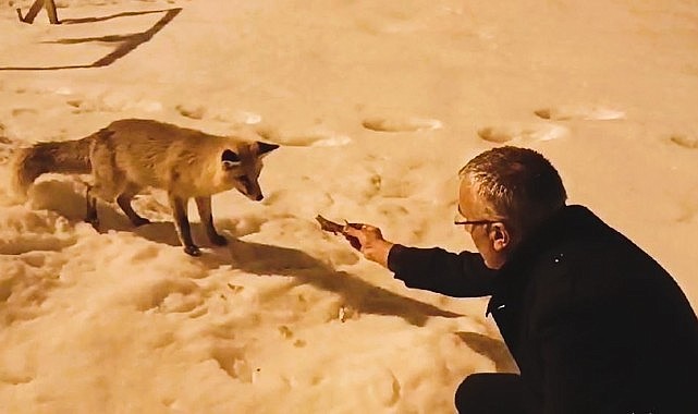 Aç kalan tilkiyi etle besledi