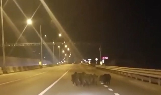 Anayola çıkan domuzlar, sürücülere zor anlar yaşattı