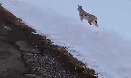 Ardahan'da karlı arazide yiyecek arayan vaşak görüntülendi