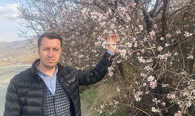 Badem ağaçları çiçek açtı