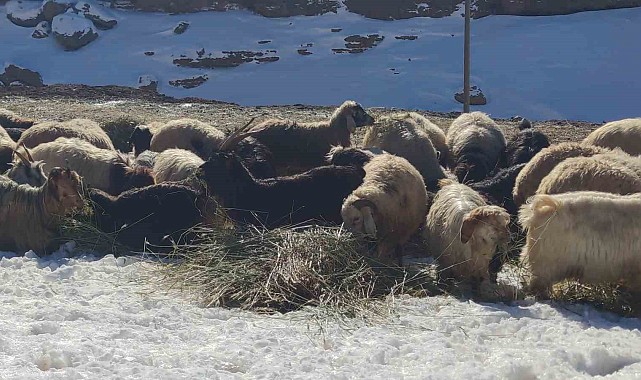 Besicilerin zorlu kış mesaisi devam ediyor