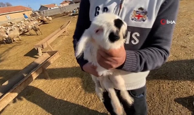 Çenesi anormal ve sol gözü olmayan kuzu, sahibini şaşkına çevirdi