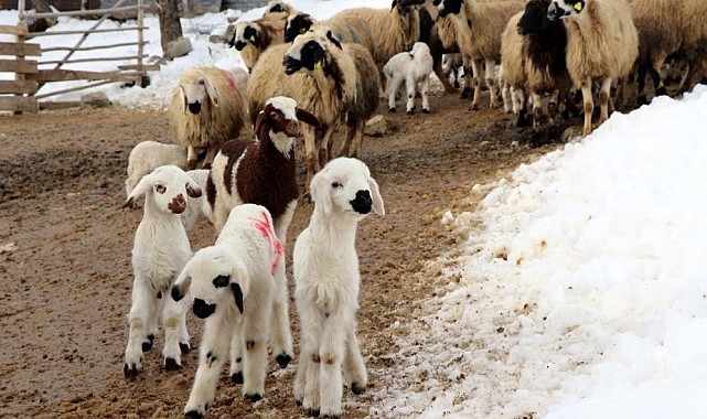 Erzincan'da besicilerin 'kuzu' mesaisi