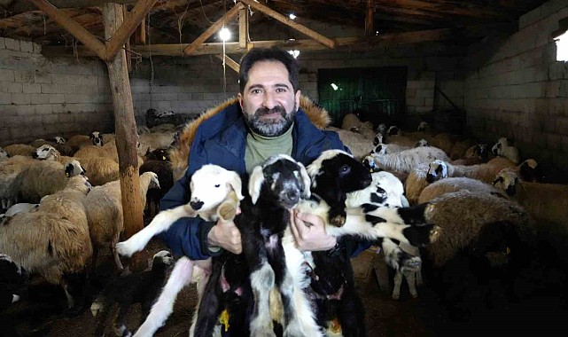 Erzincan'da yeni yılın ilk kuzuları dünyaya geldi