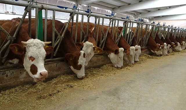 Günlük 700 litre süt üretiyor