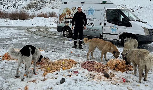 Hakkari'de sokak hayvanlarına yiyecek bırakıldı