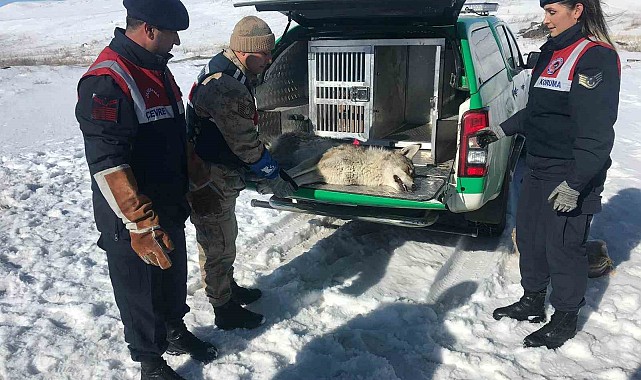 Jandarma yaralı kurda sahip çıktı
