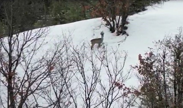 Karacaların kaçışı dron kamerasına yansıdı