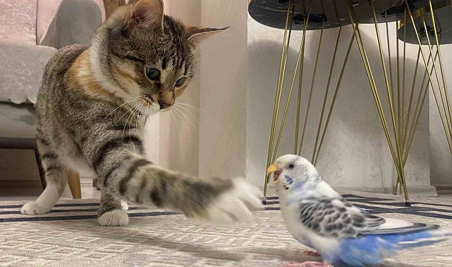 Kedi ile muhabbet kuşunun dostluğu gülümsetiyor