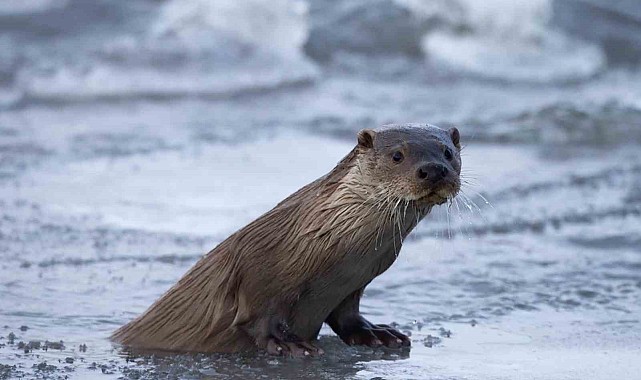 Kura Nehri'nde nesli tükenmekte olan su samuru görüntülendi