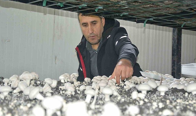 Kurduğu üretim tesisi ile bölgenin mantar ihtiyacını karşılıyor