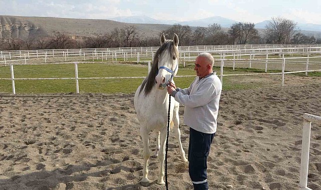 Milyonluk taylar için modern tavlalar inşa ediliyor
