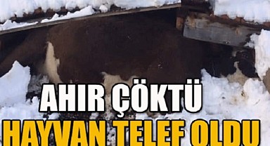 Posof’ta ahır çöktü, 7 hayvan telef oldu