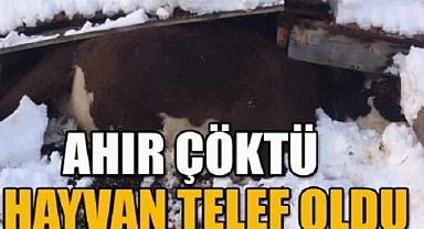 Posof’ta ahır çöktü, 7 hayvan telef oldu